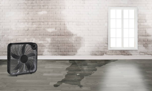 Best Water damage restoration services  in Swifton, AR